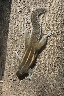 Palmarum: Indian / Three-striped Palm SQUIRREL - descending
