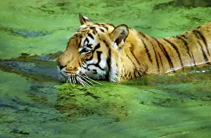 Devon Wildlife Trust: INDIAN TIGER