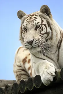 Relaxing: Indian Tiger (Panthera tigris tigris), white Form, Asia