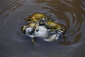Mobbing: Indian Toads