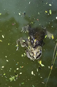 Toads: Indian Toads