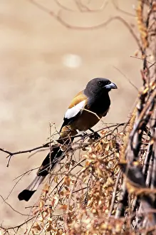 Vagabunda: Indian TREEPIE