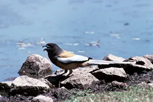 Vagabunda: Indian Treepie