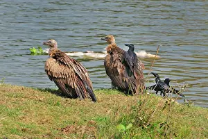 Macrorhynchos: Indian Vulture with Jungle Crow (Corvus macrorhynchos)