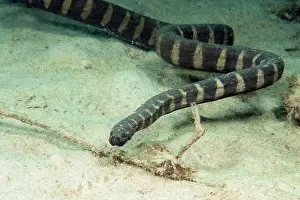 Granulatus: Indian warty snake (Acrochordus granulatus), non-venomous