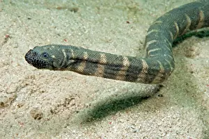 Granulatus: Indian warty snake (Acrochordus granulatus), Philippine