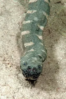 Granulatus: Indian warty snake (Acrochordus granulatus), Philippine