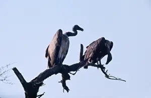 Sinister: Indian White-backed / Indian White-rumped / Oriental