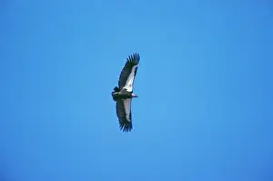 Maureen Brown: Indian White-backed / Indian White-rumped / Oriental