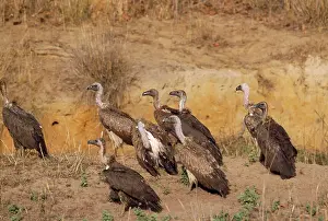 Bengalensis: Indian White-backed VULTURE