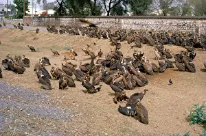 Gillean White: Indian White-backed Vultures