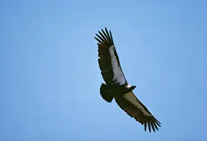 Maureen Brown: Indian White-backed / White-rumped / Oriental White-backed