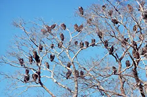 Roosting: Indian White-backed / White-rumped / Oriental White-backed