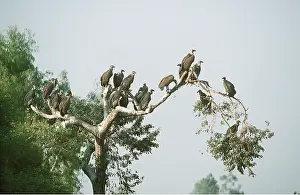 Roosting: Indian White-backed / White-rumped / Oriental White-backed