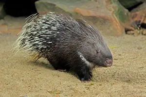 Porcupine: Indian white-tailed porcupine (Hystrix indica)