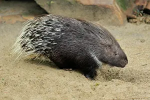 Porcupine: Indian white-tailed porcupine (Hystrix indica)
