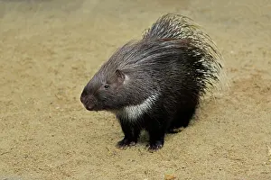 Porcupine: Indian white-tailed porcupine (Hystrix indica)