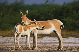 Hemionus: Indian Wild Ass