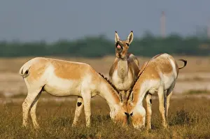 Hemionus: Indian Wild Ass