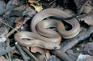 Ceylon: Indian Wolf snake