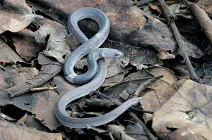 Ceylon: Indian Wolf snake