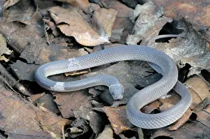 Ceylon: Indian Wolf snake
