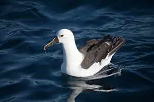 Albatrosses: Indian Yellow-nosed Albatross