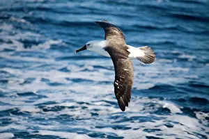 Albatrosses: Indian Yellow-nosed Albatross