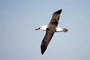 Albatrosses: Indian Yellow-nosed Albatross in flight