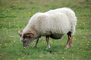 Seldon: Indigenous sheep, Golden Circle Tour, Iceland