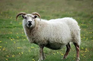 Seldon: Indigenous sheep, Golden Circle Tour, Iceland