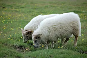 Seldon: Indigenous sheep, Golden Circle Tour, Iceland