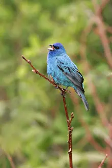 Indigo: Indigo Bunting