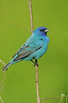 Cyanea: Indigo Bunting
