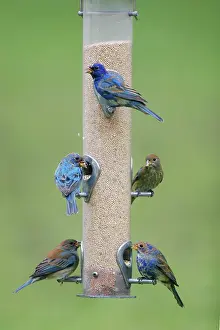 Cyanea: Indigo Bunting