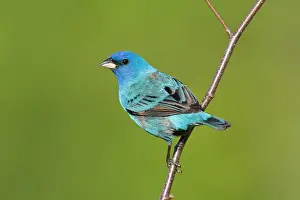 Cyanea: Indigo Bunting