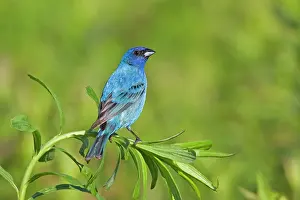 Cyanea: Indigo Bunting, Adult male in breeding season