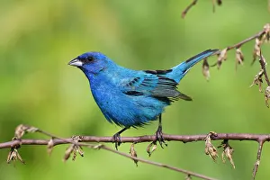 Cyanea: Indigo Bunting, Adult male in breeding season