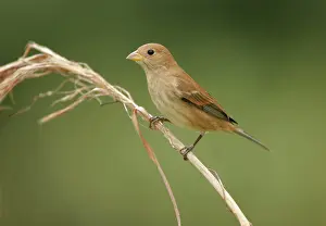 Indigo: Indigo Bunting - February