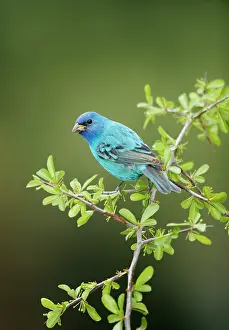 Indigo: Indigo Bunting - male