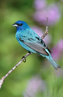Bunting: INDIGO BUNTING - male