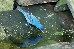 Bunting: Indigo Bunting - male washing