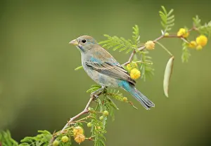 Indigo: Indigo Bunting - moulting male, February