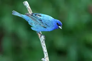 Cyanea: Indigo Bunting (Passerina cyanea)