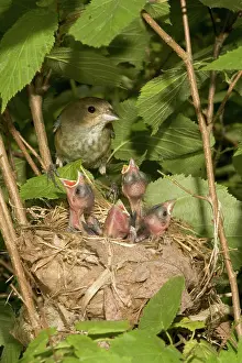 Cyanea: Indigo Buntings