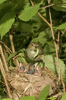Cyanea: Indigo Buntings