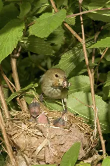 Cyanea: Indigo Buntings