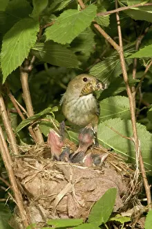 Cyanea: Indigo Buntings