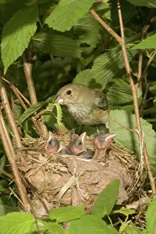 Cyanea: Indigo Buntings