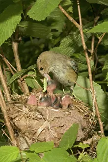Cyanea: Indigo Buntings